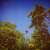 BENOT PIOULARD: Sonnet